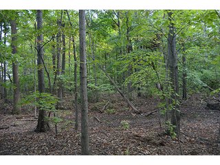 Property photo 4 - LAND AUCTION - 99+/- Acres offered in 4 Tracts or Combinations in Allen County